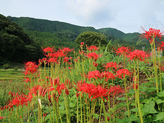 彼岸花