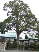 保存樹木その2