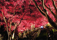 大山寺の紅葉