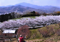 大山遠望