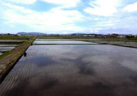 空が写る田んぼ