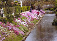 花のじゅうたん