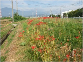 渋田川