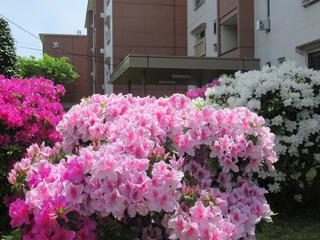 東高森団地のたたずまい（春 spring）