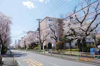 桜並木2