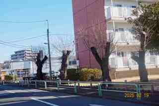 桜並木3