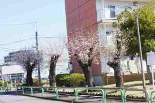 桜並木4