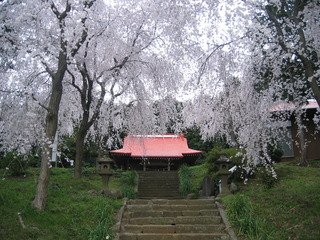 しだれ桜写真