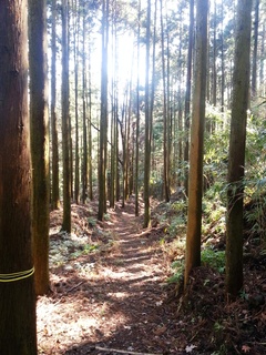 大山古道 大山古道