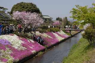 渋田川の芝桜