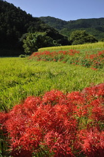 彼岸花