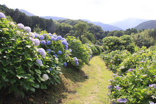 日陰道　アジサイ