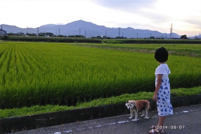 一番好きな田んぼ 一番好きな田んぼ