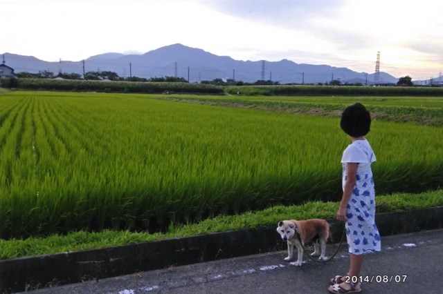 一番好きな田んぼ