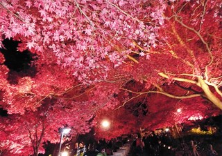 もゆる大山の夜空