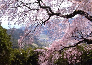 大山　桜