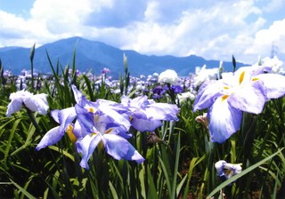 花と山