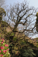 大山阿夫利神社のカシワ