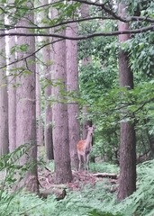 12小中学生の部