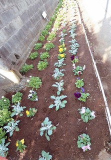 花植え