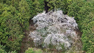 山の桜