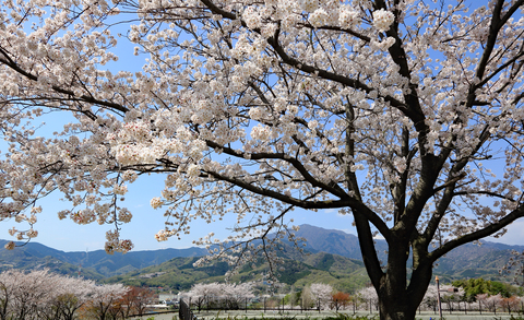 伊勢原は春爛漫