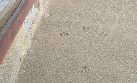沼目児童館にある猫の足跡