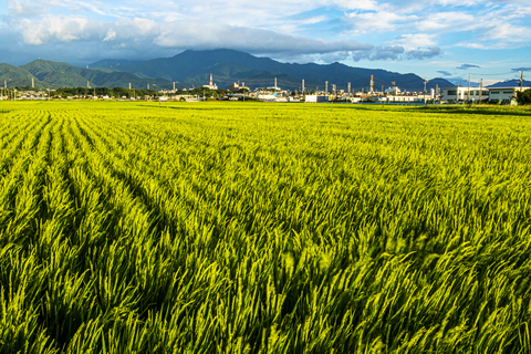 実りを待つ田園風景