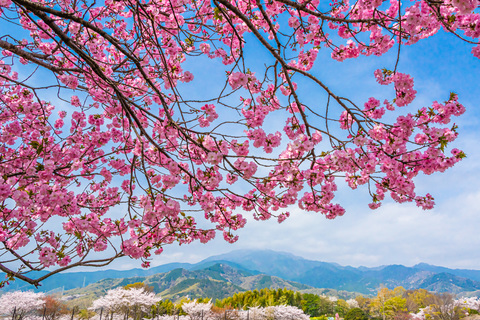 春爛漫大山を望む