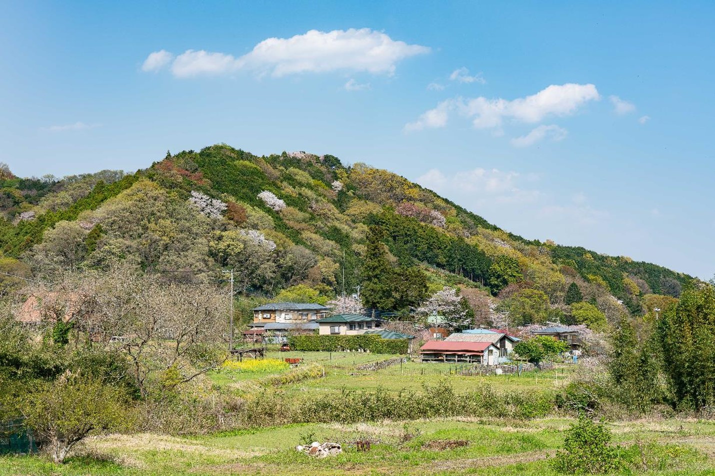 日向地区春の里山風景