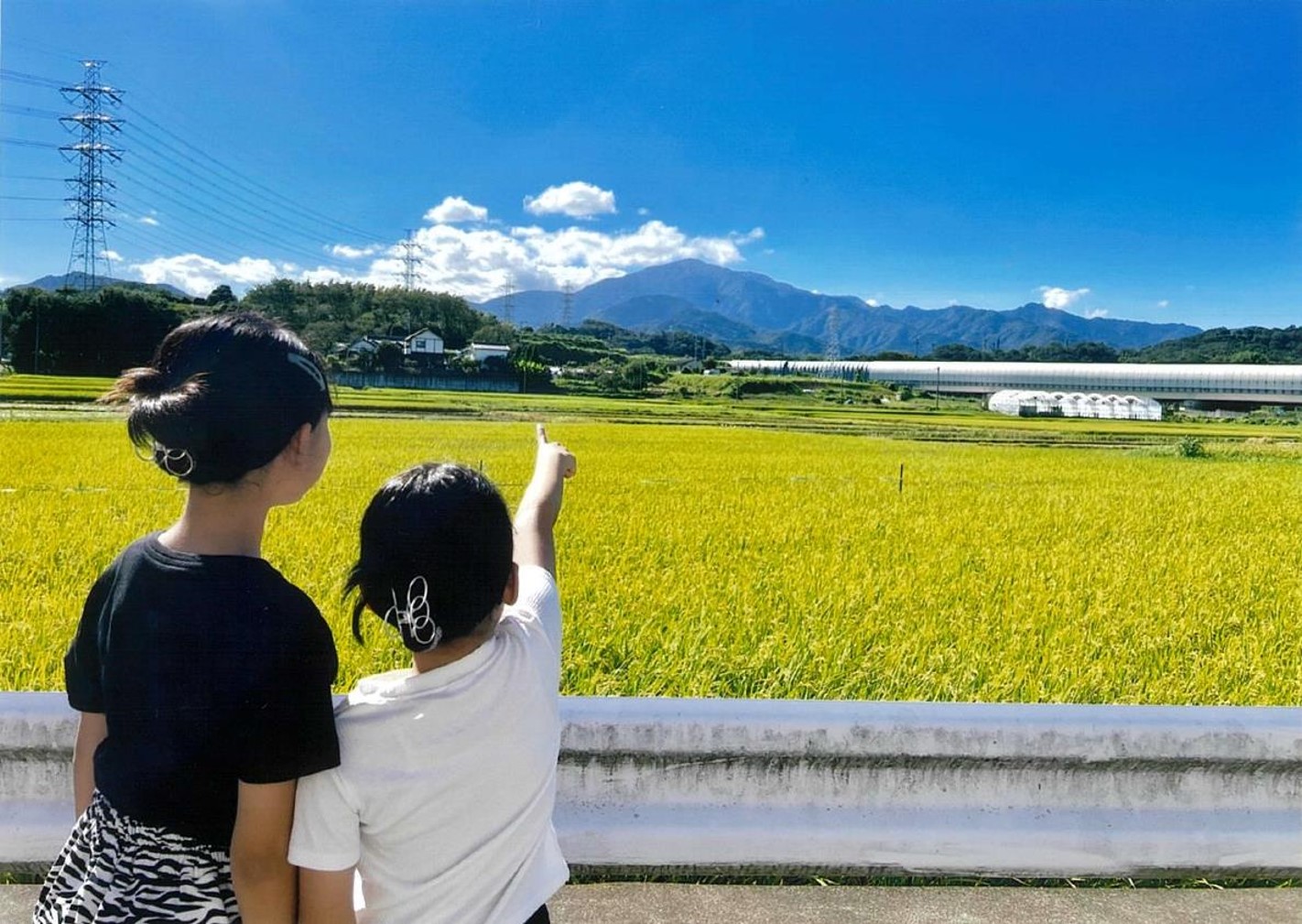 大山と稲