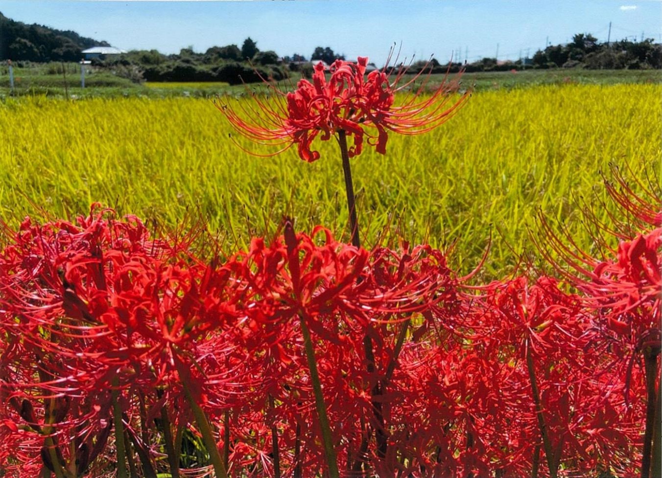 彼岸花