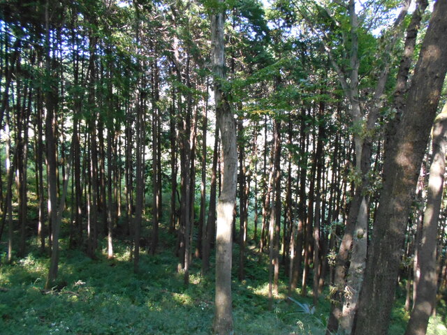 森林の画像