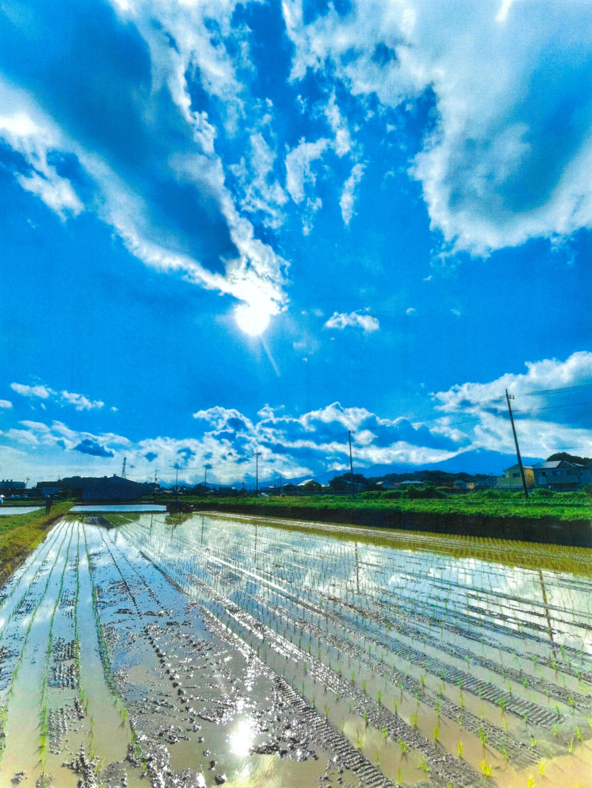 五月の田植え