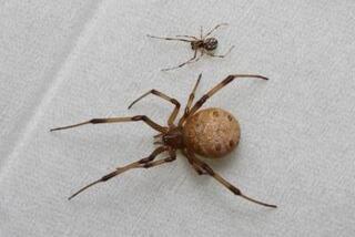 ハイイロコケグモ