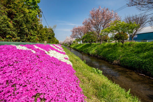 渋田川沿いの芝桜