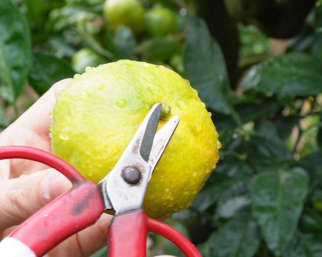 fruit3