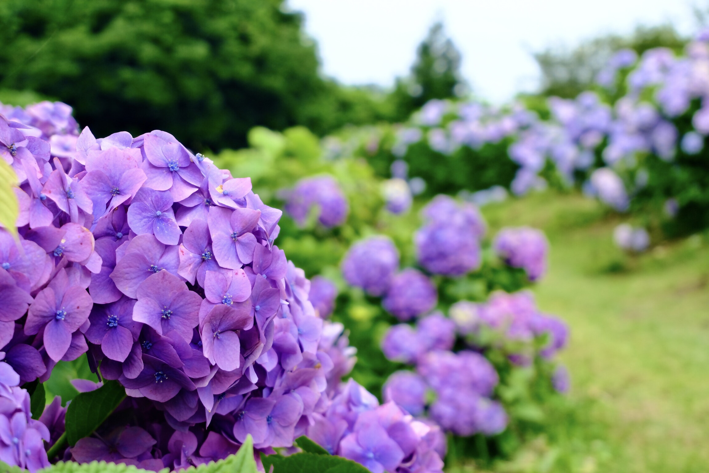 紫陽花