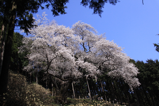 大山桜1