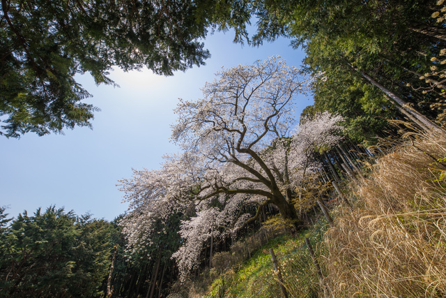 大山桜2