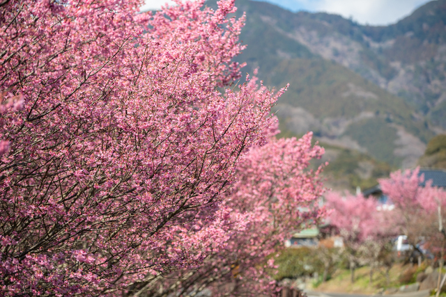 オカメ桜