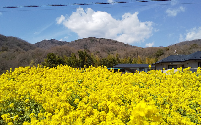 菜の花（塔の山緑地公園）