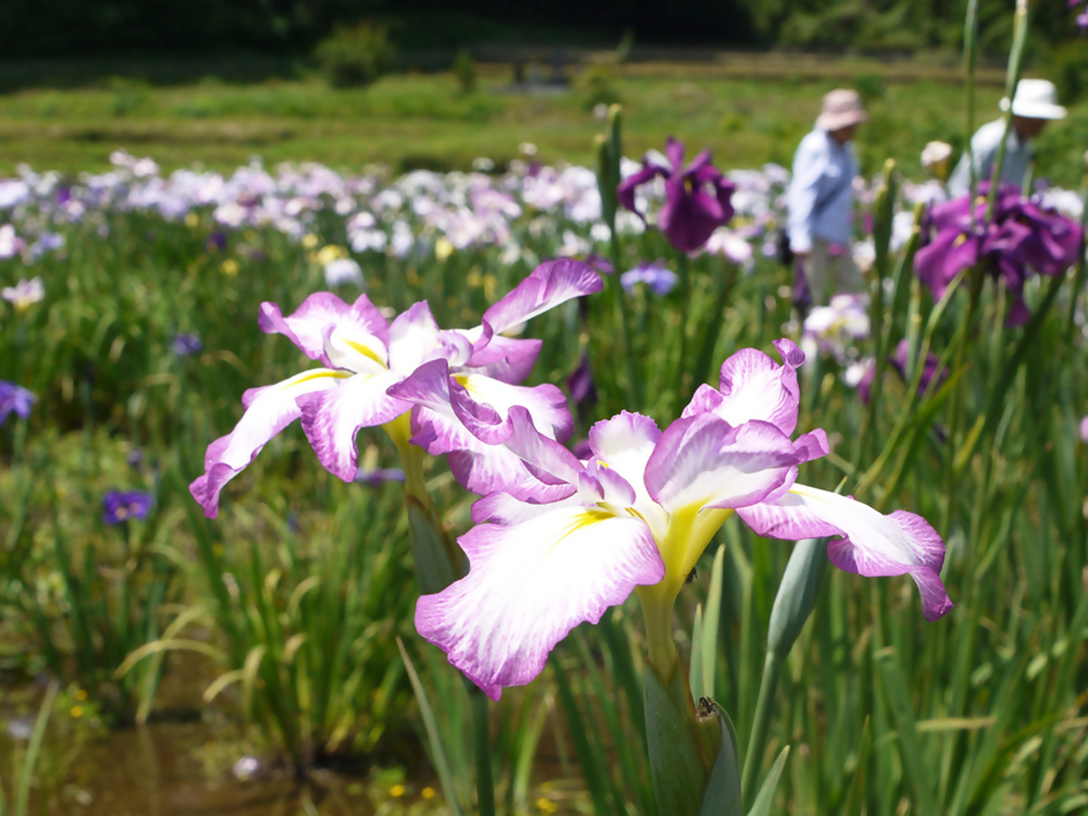 花菖蒲（日向）(1)