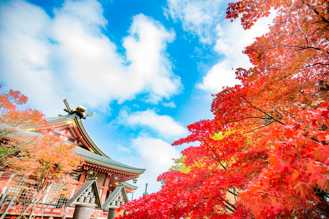 大山の紅葉1