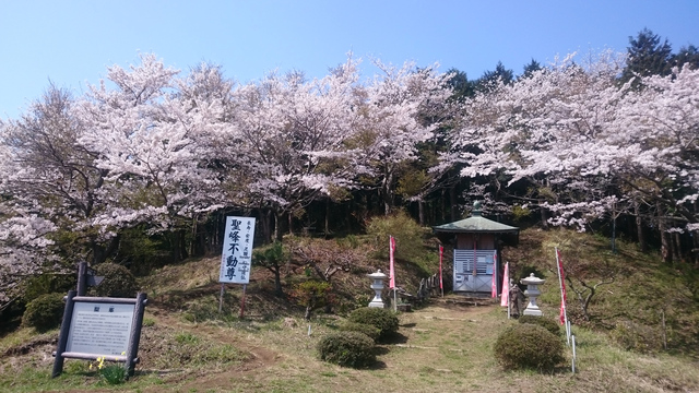 桜（聖峰）