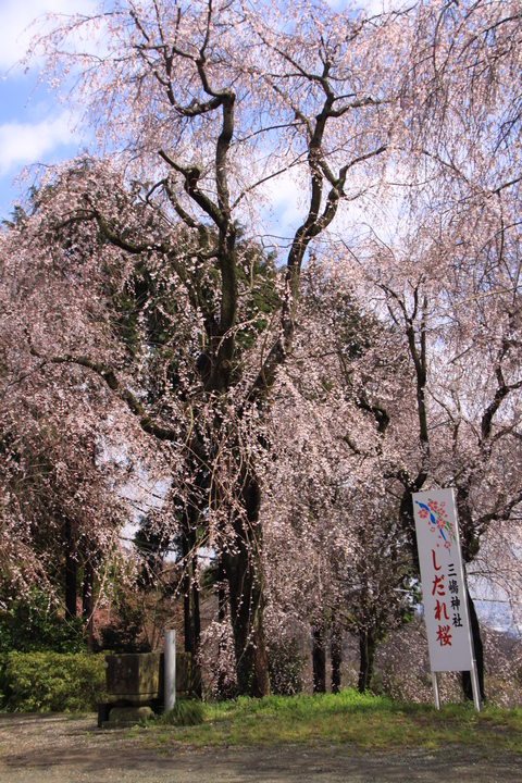 しだれ桜（三嶋神社）