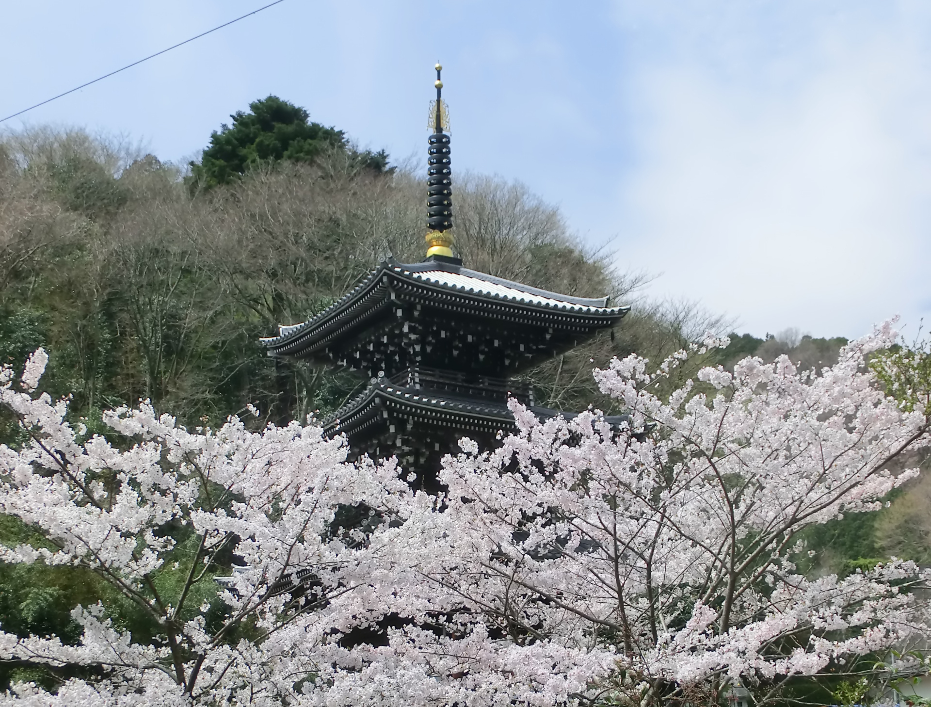 桜（浄発願寺）