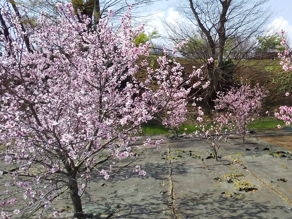 アーモンドの花