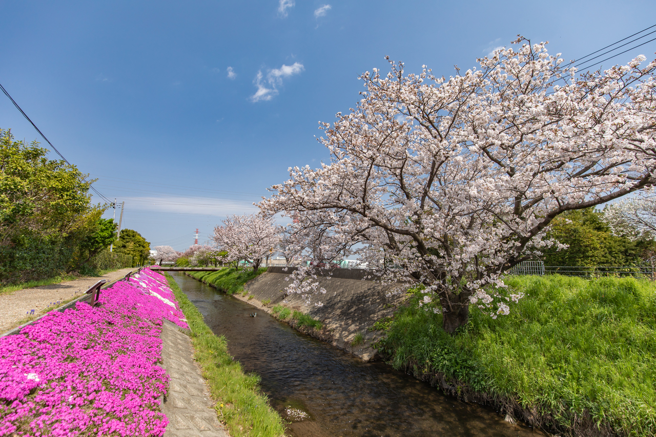 芝桜