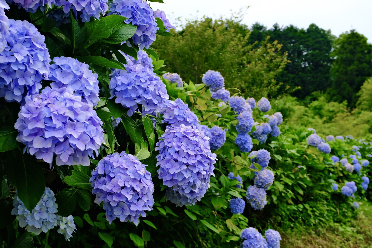 紫陽花 紫陽花
